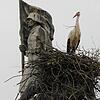 Da war es noch da, jetzt nicht mehr: Das mittlerweile entfernte Storchennest auf dem Böhringer Kriegerdenkmal (Archivbild)