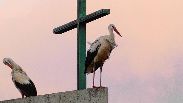 Zwei Störche auf dem Turm der evangelischen Markuskirche in Jestetten, der rechte Storch hat einen Überwachungssender am linken Bein.