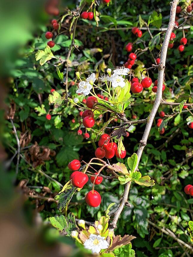 Neue Blüten neben dem Fruchtstand am Rheinuferweg bei Zurzach.
