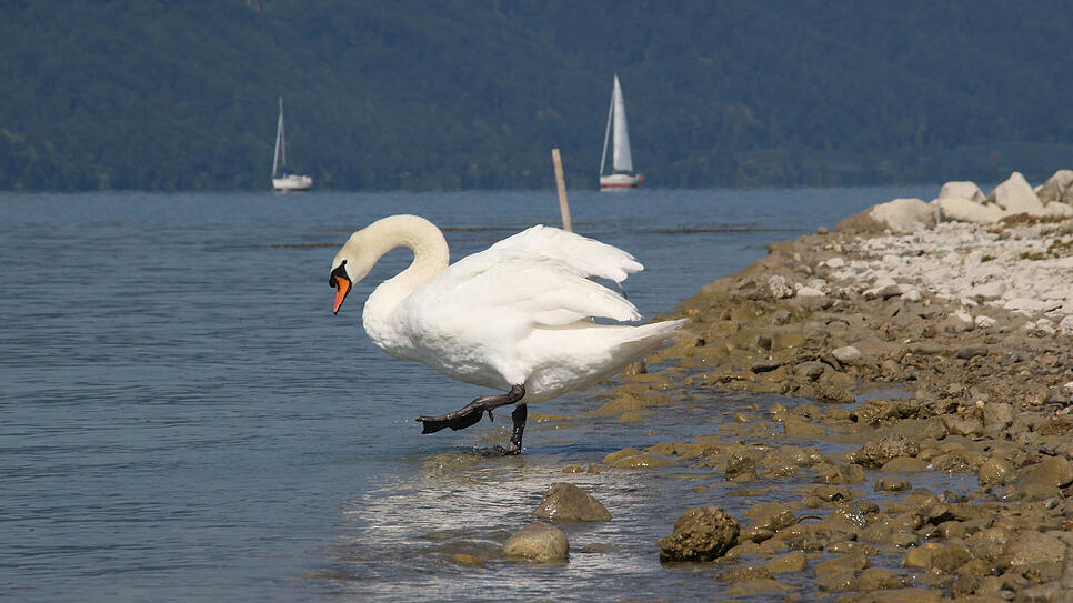Die Baustelle der Landesgartenschau 2020 vom Bodensee aus betrachtet.