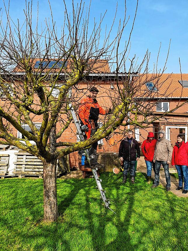 Auch alten Bäumen pepasst Ansgar Barth einen neuen Schnitt, so wie hier im Hausgarten der Familie Droste in Pollhagen.