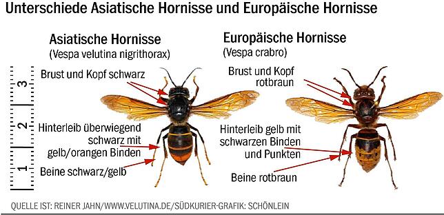 Bild 5: Die Nester der Asiatischen Hornisse sind derzeit gut sichtbar!