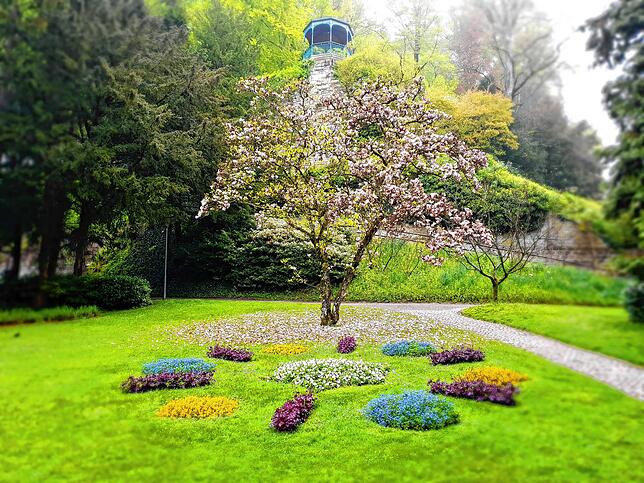 Ein Magnolienbaum kurz vor dem Ende seiner Blütezeit, oben der Pavillon im Stadtgarten von Überlingen.