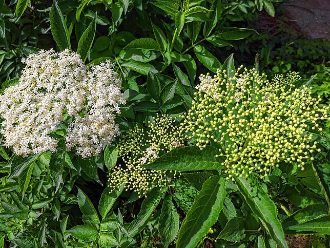 Sehen schön aus und duften: Holunderblüten
