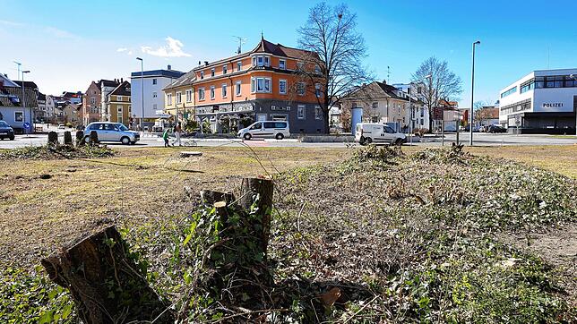 Baumstümpfe auf der Fläche an der Kreuzung Konstanzer und Güttinger Straße, auf der ein großer Kreisverkehr angelegt werden soll.
