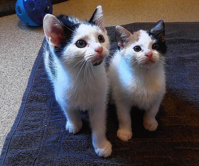 Konnten vermittelt werden: die Katzen Maya und Milka.