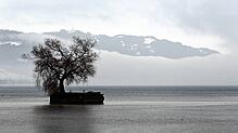 2019 wurde die Linde auf der Insel Hoy durch einen Sturm zerstört.
