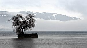 2019 wurde die Linde auf der Insel Hoy durch einen Sturm zerstört.