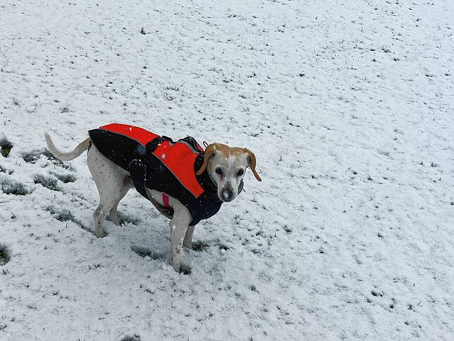 Auch Hund Linda findet es draußen kalt und ungemütlich und eigentlich jagt man ja bei dem Wetter auch keinen Hund vor die Türe.