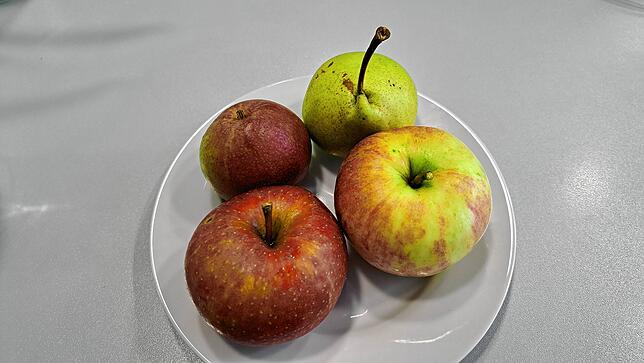 Gepflückt, gewaschen und nun ab unters Messer. Wie schmeckt das frische Obst von den Stadt-Bäumen?