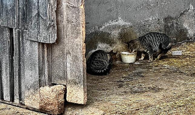 Auf dem Bauernhof sind Katzen notwendig, um Mäuse zu jagen. Sind keine Katzen da, nehmen die Nager überhand. Jetzt aber haben sich die ...