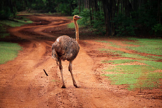 Nanu? Ein Emu steht mitten auf der Straße während einer Safari auf der kubanischen Insel Cayo Saetía. Bild: Reiner Jäckle