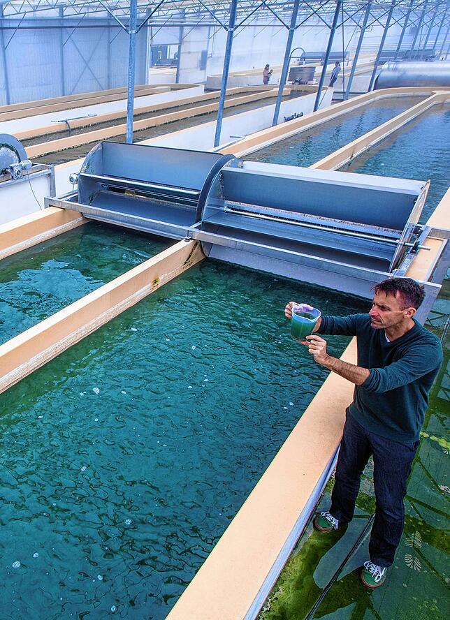 Biologe Jörg Ullmann untersucht eine Wasserprobe mit Spirulina-Blaualgen an einem Wasserbecken der Algenfarm Dr. Eberhard Bioenergie ...