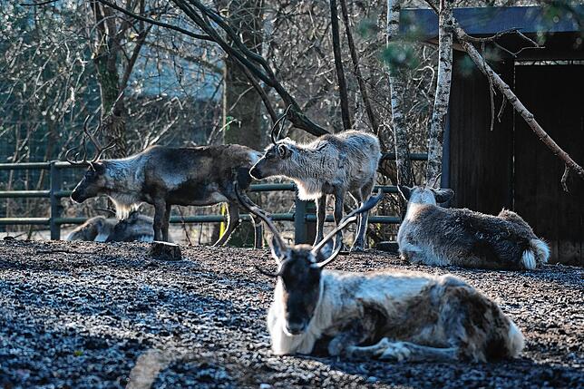Rentiere im Winter.