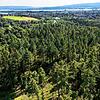 Grüne Baumwipfel: Dem Radolfzeller Stadtwald (im Bildvordergrund) hat der Regen in den vergangenen Wochen eher gutgetan.