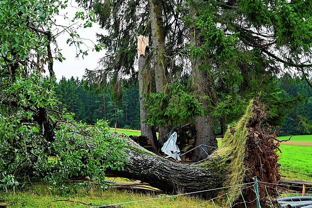 Eine große Naturgewalt hat diesen mächtigen Baum umgerissen.