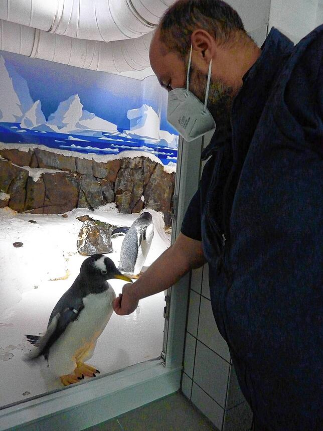 David Garcia krault einen Pinguin. Die Leistungen der Tierpfleger im Sealife waren auch während der Schließung wegen der Corona-Pandemie ...
