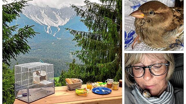 Der Haussperling mit Namen Spatzi fühlt sich bei seiner menschlichen Familie wohl.