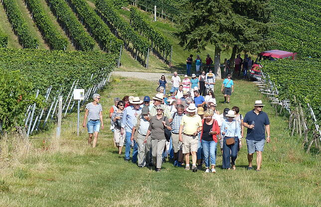 Auch die Weinwanderungen stehen wieder auf dem Programm des Touristischen Arbeitskreises Bermatingen.