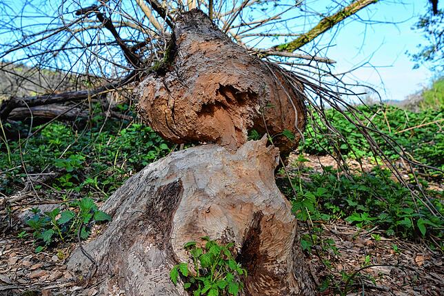 Die Holzchips, die beim Nagen entstanden sind, liegen überall daneben