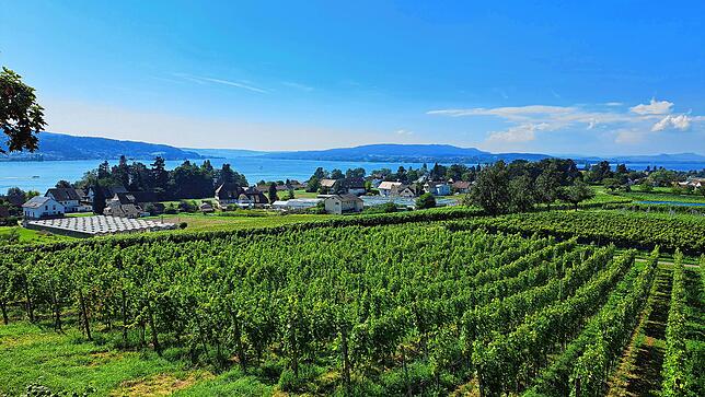 Blick über die Reichenauer Weinberge.