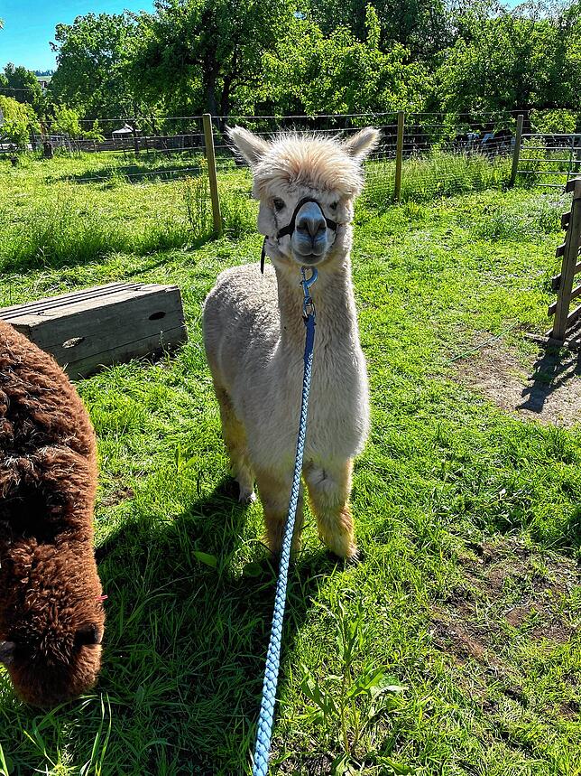 Alpakahengst Pepper vor dem Scheren noch in seinem Winterfell.