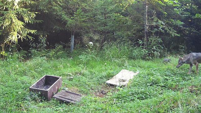 Bereits im Sommer war ein Wolf in eine Fotofalle bei Liechtenstein getappt. Bild: Hegering Reutlingen