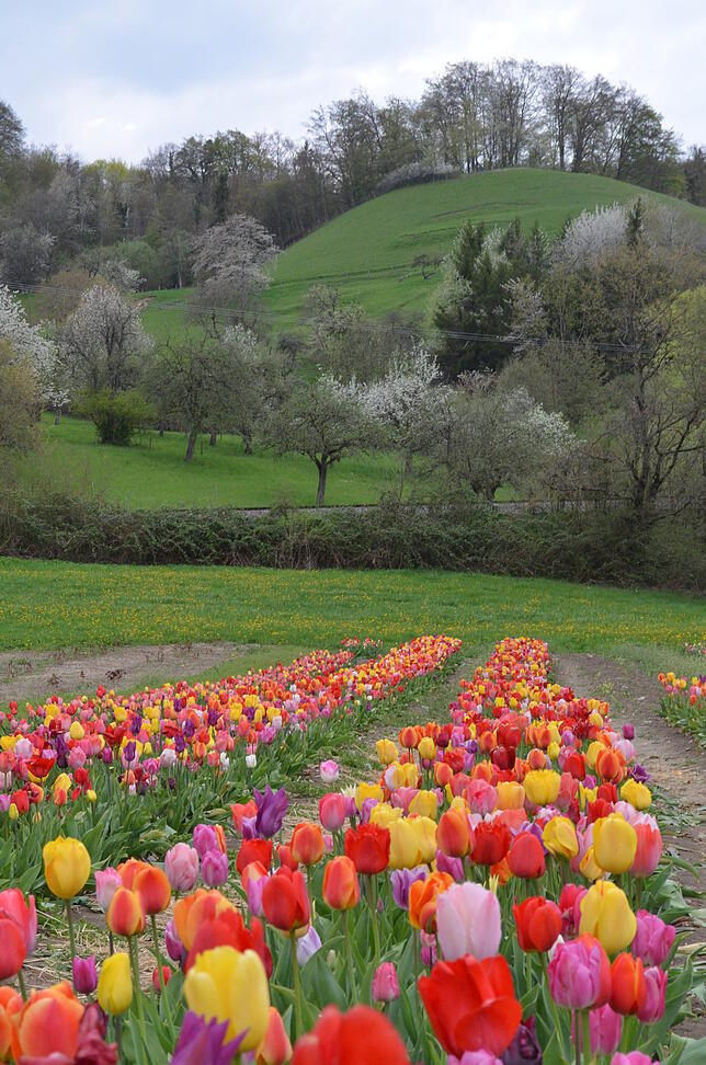 Bei Wildbienen eher Geschmackssache: Tulpen.