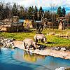 Breitmaulnashörner am Wasserloch in der Lewa Savanne im Zoo Zürich.