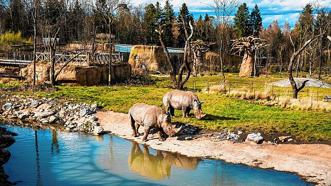 Breitmaulnashörner am Wasserloch in der Lewa Savanne im Zoo Zürich.