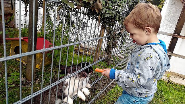 Nicolai haben es die Kaninchen auf dem Campinghof angetan.