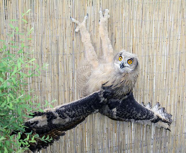 Bild 5: Seit zehn Jahren gibt es in Überlingen Uhu-Nachwuchs: Hier die ganze Uhu-Story in Bildern