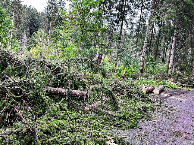 Der Sturm hat im Villinger Stadtwald gewütet.
