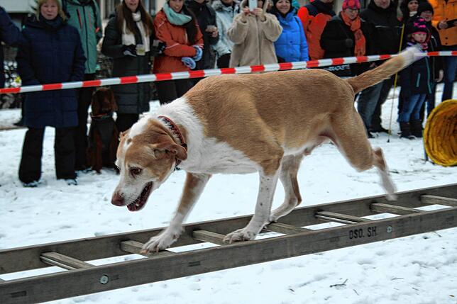 Bild 13: Bilder vom Wintererlebniswochenende in Todtmoos