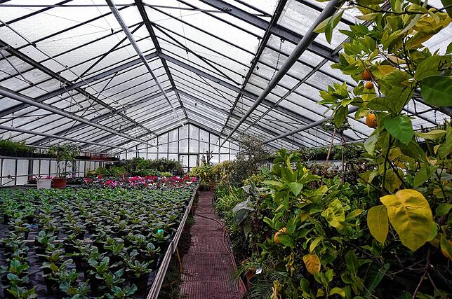 Bunte Blumenpracht im Winter: Blick in ein Gewächshaus der Stadtgärtnerei Waldshut-Tiengen, in dem Frühjahrsblüher heranwachsen, rechts ...