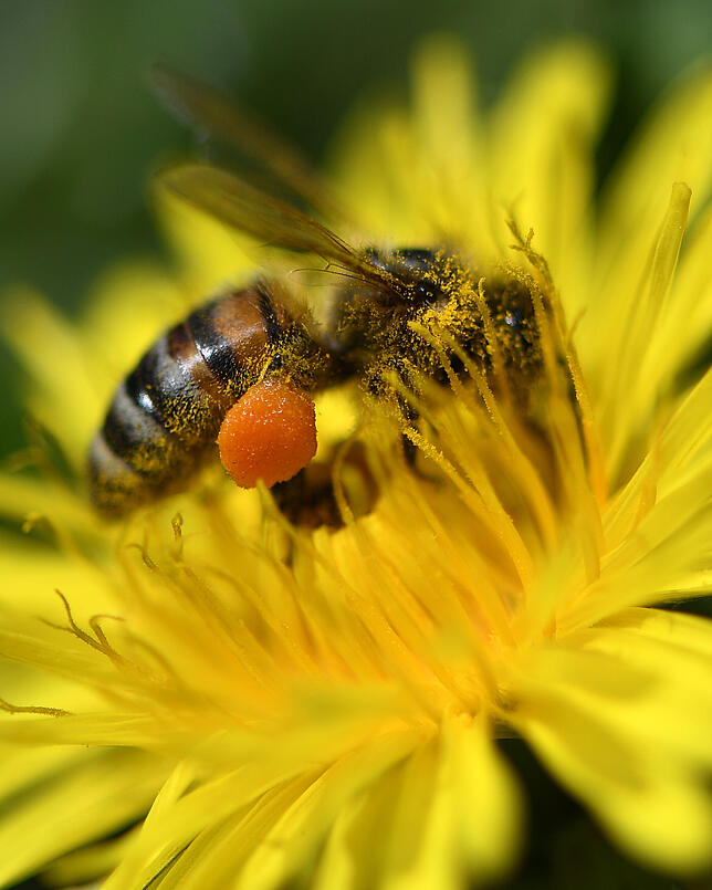 Bienen sind für die Bestäubung der Pflanzen ein wichtiger Bestandteil, auch in der Region Bonndorf.