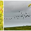 Ein Waldrapp auf einer Wiese (links). Vor wenigen Tagen machte eine Gruppe der seltenen Zugvögel auf dem Weg zu ihrem Winterquartier in ...