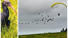 Ein Waldrapp auf einer Wiese (links). Vor wenigen Tagen machte eine Gruppe der seltenen Zugvögel auf dem Weg zu ihrem Winterquartier in ...