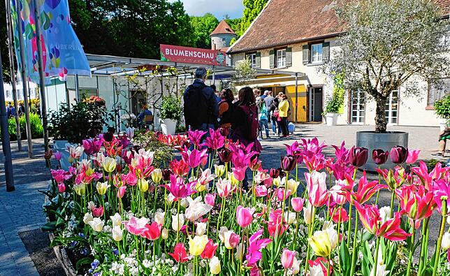 Die Blütenpracht in den Beeten ist noch nicht genug: Schlange stehen für die Blumenschau der Floristen in der ehemaligen Kapuzinerkirche.