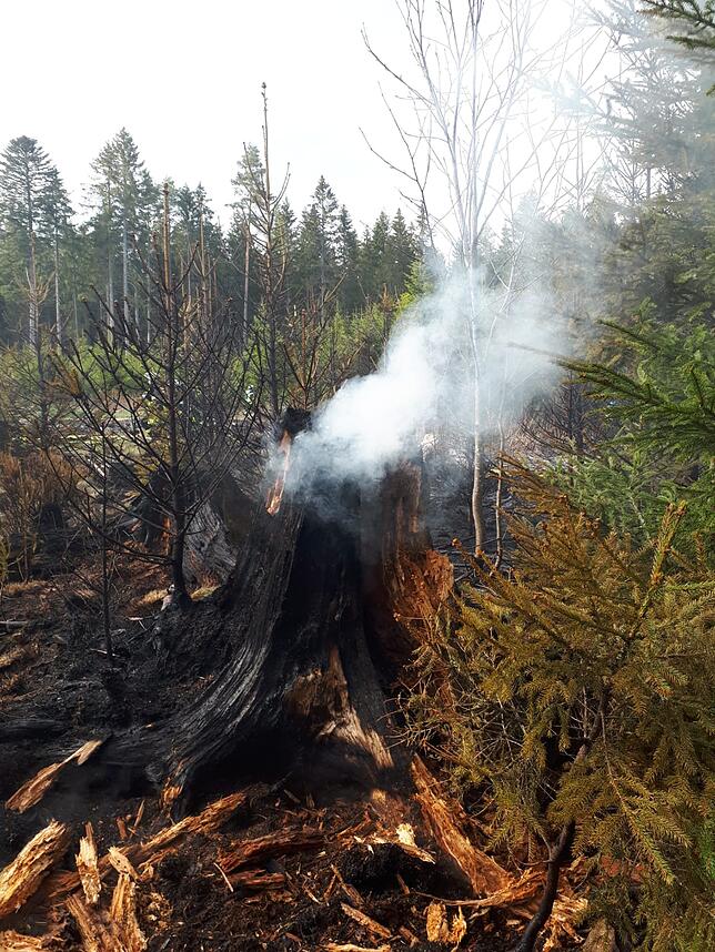 Aus dem Baumstamm dringt weiterhin Rauch. Bis am Donnerstagabend ist die Feuerwehr im Wald vor Ort.