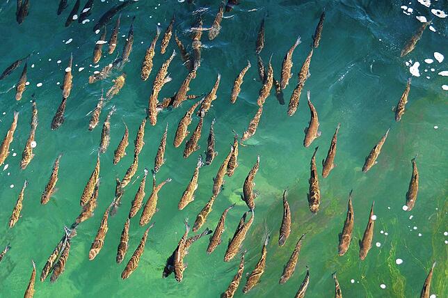 Jede Menge Wildfische scheinen sich in dem sauerstoffreichen Wasser wohl zu fühlen.