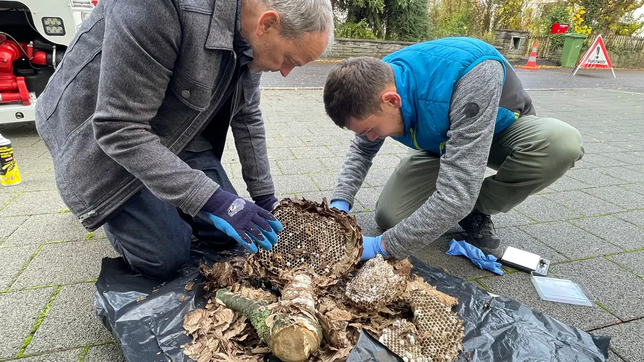 Die Fachleute &ndash; links Bieneninspektor Stefan Neupert &ndash; untersuchen das Nest der Hornisse noch vor Ort.