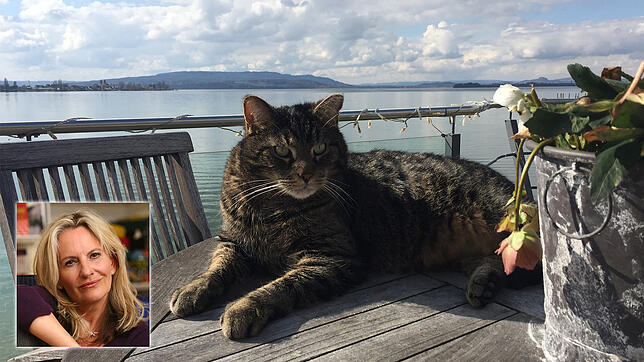 Purzel, der Kater von Schriftstellerin Gaby Hauptmann, ist verschwunden - wie einige andere Katzen in Allensbach auch.