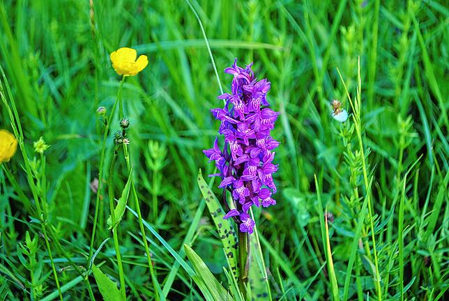 Bild 6: Wie Landschaftspfleger dafür sorgen, dass es im Landkreis Waldshut grünt und blüht