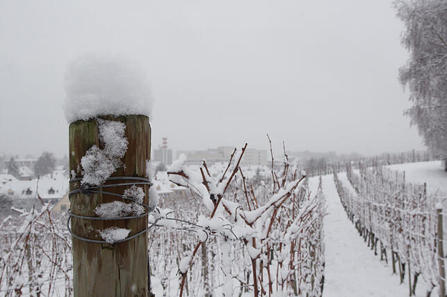 Bild 15: Bilder: So sieht der Winter in Konstanz aus