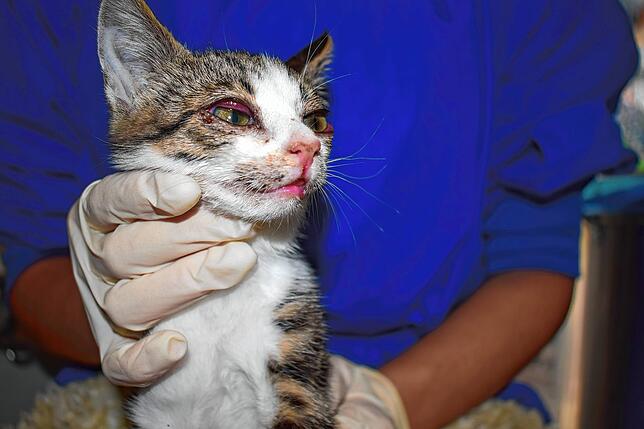 Bild 3: Online-Petition: Durch eine Unterschrift kann das Elend der Katzen im Kreis beendet werden