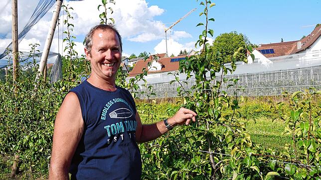 Karl Brielmayer in seiner Birnenplantage. Der Obsterzeuger hat in seiner Maschinenhalle neue Wohnungen für die Erntehelfer eingerichtet. ...