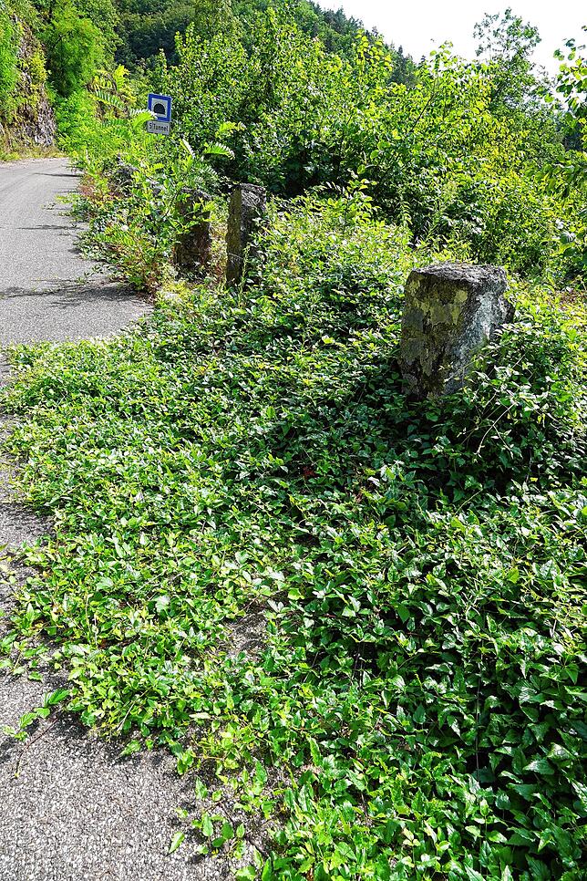 Von den Seiten her holt sich die Natur die Straße zurück. Wenn es so weiter wächst, darf sich die Albtalstraße vermutlich bald Biotop ...
