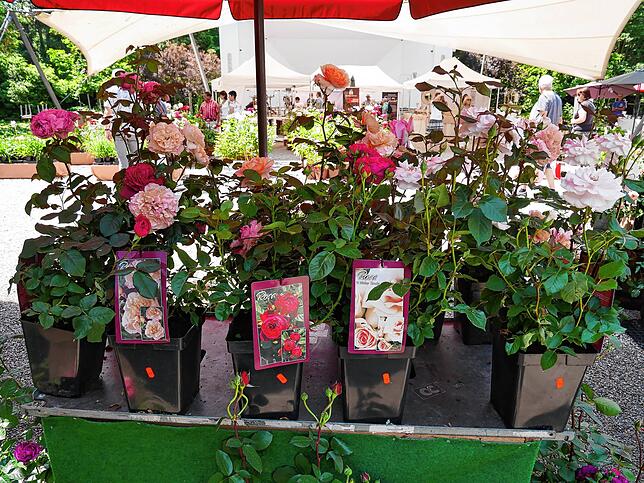 Impressionen von der Gartenlust-Ausstellung im Park von Schloss Schönau
