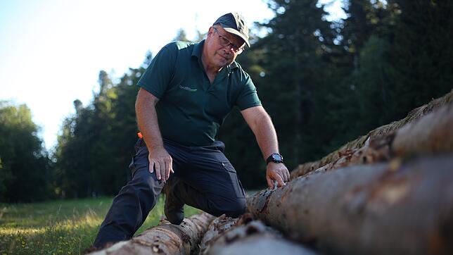 Kleiner Käfer mit großer Wirkung: Förster Werner Gebhard, der rund 2500 Hektar Wald betreut, inspiziert den letzten Hieb aus einem ...